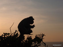 Singe au temple d'Uluwatu - Bali